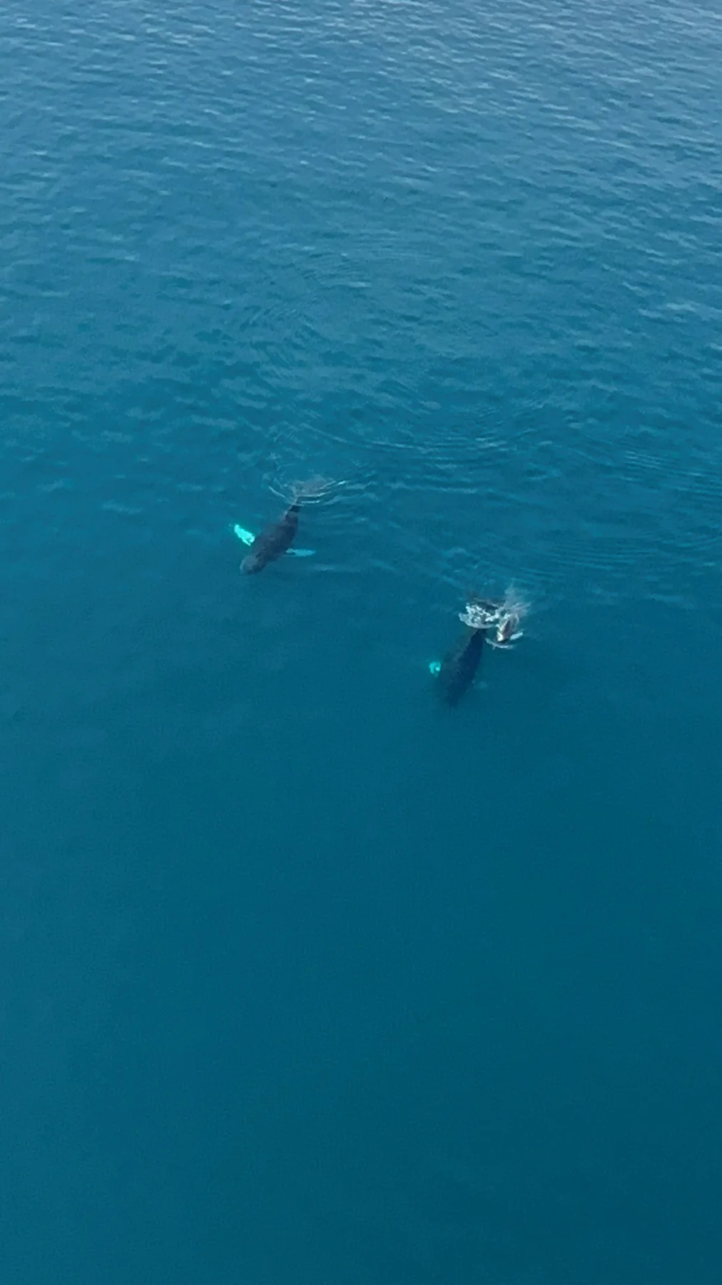 Whales swimming near a yacht itinerary in Panama's Pearl Islands